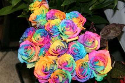 Rainbow Rose (дъгова роза) - розово цветове на дъгата