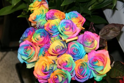 Rainbow rose (trandafir curcubeu) - trandafir de culoare curcubeu