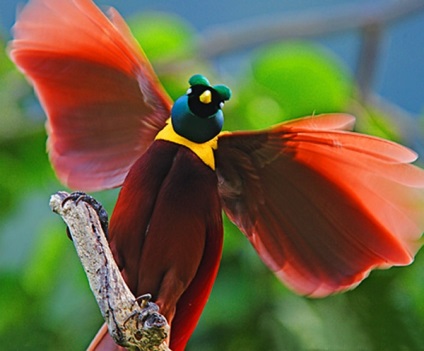 Birds of Paradise