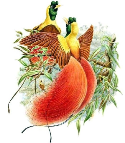 Birds of Paradise