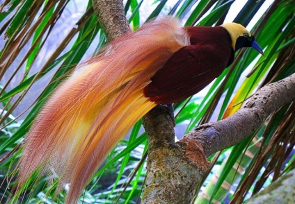 Birds of Paradise