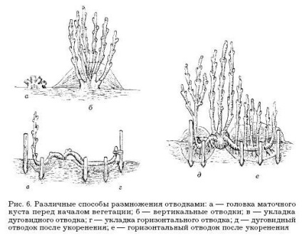 Reproducerea de portaltoi clonali - arbori de grădină și arbuști