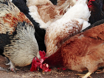 Creșterea păsărilor de curte din diferite specii - găini, producție, ouă, găină, feluri de mâncare