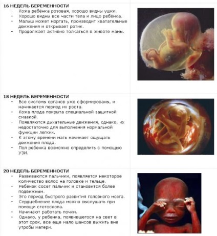 Dezvoltarea fetală în imagini