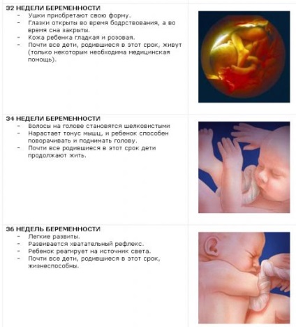 Dezvoltarea fetală în imagini