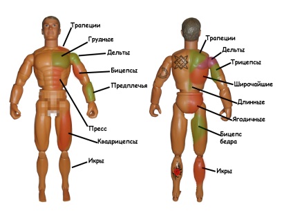 Regenerarea musculară