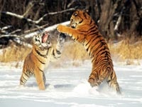 Ajánlások wwf az oroszországi tigris megőrzéséről