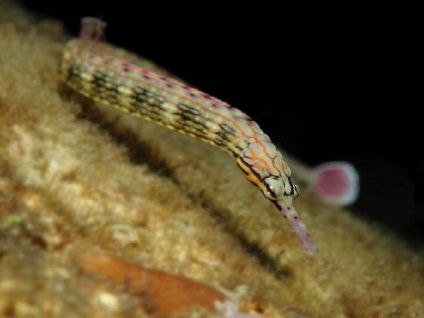 Aur rascherchennaya pește, țeava australiană (corythoichthys intestinalis, pipefish scribbled) -