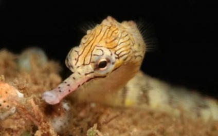 Aur rascherchennaya pește, țeava australiană (corythoichthys intestinalis, pipefish scribbled) -