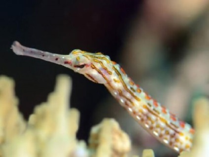 Halcső rascherchennaya, ausztrál cső (corythoichthys intestinalis, scribbled pipefish) -