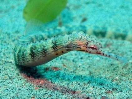 Aur rascherchennaya pește, țeava australiană (corythoichthys intestinalis, pipefish scribbled) -