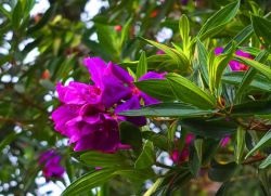 Rhododendrons - cultivarea și îngrijirea