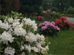 Rhododendrons - cultivarea și îngrijirea