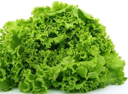 Salata, descrierea și proprietățile medicinale ale salatei, aplicarea în medicina populară și tratarea salatelor