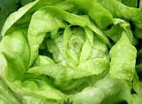 Salata de inoculum, tratament cu salata verde