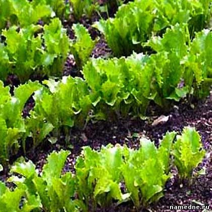 Salată de sămânță - proprietăți medicinale - nume de plante cu - plante medicinale - rețete populare -