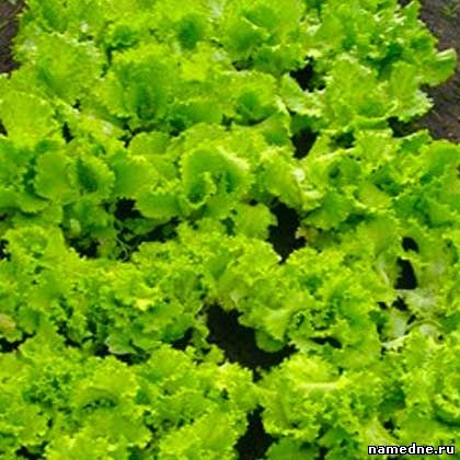 Salată de sămânță - proprietăți medicinale - nume de plante cu - plante medicinale - rețete populare -