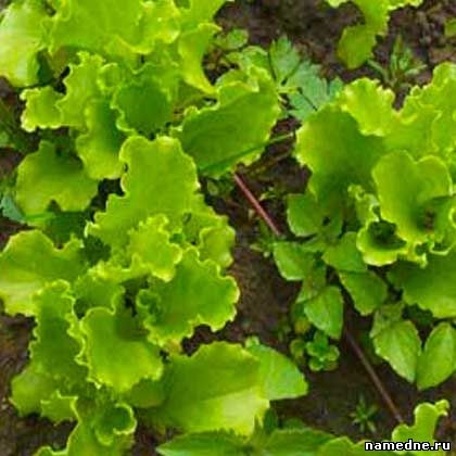 Salată de sămânță - proprietăți medicinale - nume de plante cu - plante medicinale - rețete folclorice -