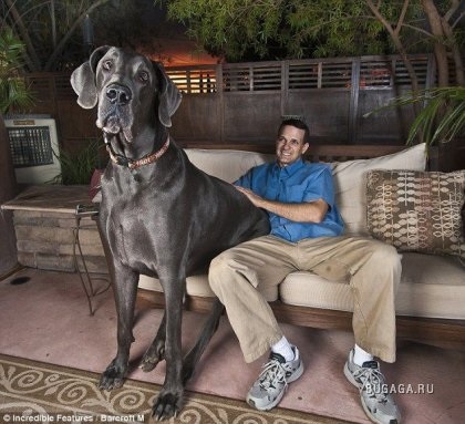 Cel mai înalt câine din lume