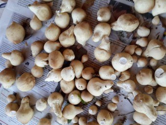 Ehető vagy nem esőkabát gombák, vannak-e hasznos tulajdonságok főzni recepteket