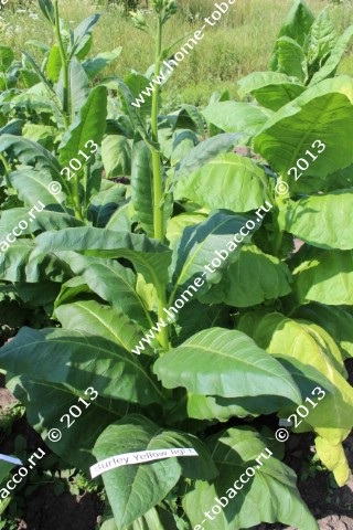 Semințe de tutun