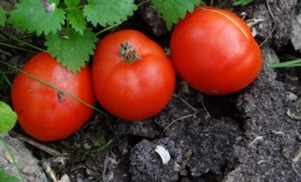 Semințe de tomate de selecție siberiană cele mai productive soiuri cu fotografie și descriere