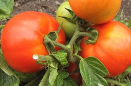 Semințe de tomate de selecție siberiană cele mai productive soiuri cu fotografie și descriere