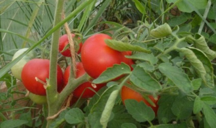 Semințe de tomate de selecție siberiană cele mai productive soiuri cu fotografie și descriere