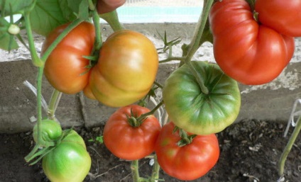 Semințe de tomate de selecție siberiană cele mai productive soiuri cu fotografie și descriere