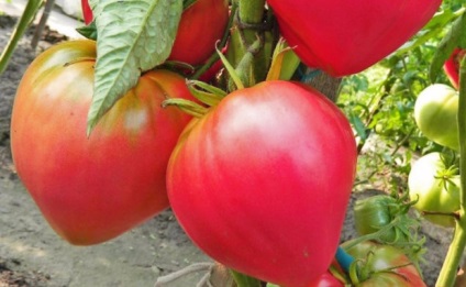 Semințe de tomate de selecție siberiană cele mai productive soiuri cu fotografie și descriere