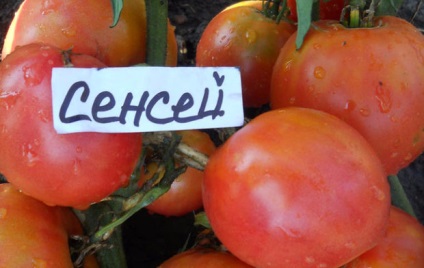 Semințe de tomate de selecție siberiană cele mai productive soiuri cu fotografie și descriere