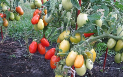 Semințe de tomate de selecție siberiană cele mai productive soiuri cu fotografie și descriere