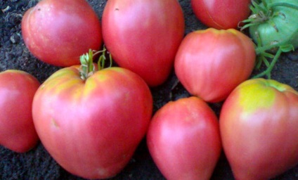 Semințe de tomate de selecție siberiană cele mai productive soiuri cu fotografie și descriere