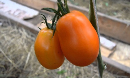 Semințe de tomate de selecție siberiană cele mai productive soiuri cu fotografie și descriere