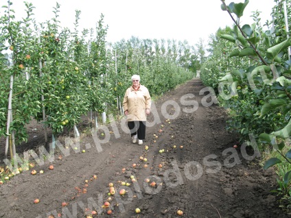 Semințe de porumb pentru merișoare în banda mijlocie a URSS - grădina de fructe