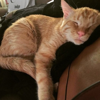 Un cuplu căsătorit a luat cea mai tristă pisică și așa sa schimbat în doar o oră