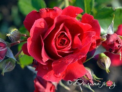 Észak-rózsa - hogyan lehet gyönyörű virágokat termelni durva körülmények között
