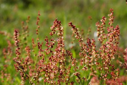 Descrierea acidului sorrel a plantei