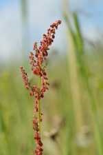 Soric acid - rumex acetosa l