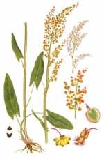 Soric acid - rumex acetosa l