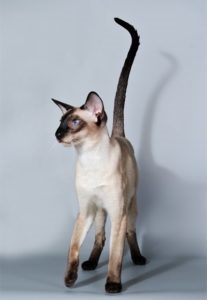Sziámi macska - a fajta, a természet, a fénykép, a fajok, a fajok, a kritikák, a történelem leírása