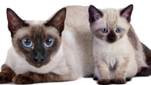 Siameză pisică - descriere a rasei, natură, fotografie, tipuri, specie, recenzii, istorie