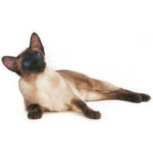 Siameză pisică - descriere a rasei, natură, fotografie, tipuri, specie, recenzii, istorie