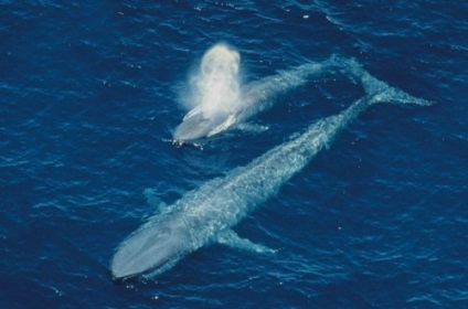 Balena albastră este cea mai mare creatură de pe pământ