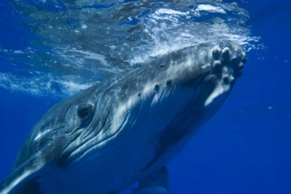 Balena albastră este cea mai mare creatură de pe pământ