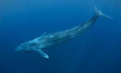 Balena albastră este cea mai mare creatură de pe pământ