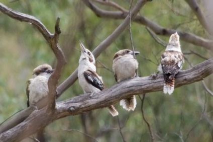 Râsul de kookabarra sau kingfisher king (lat