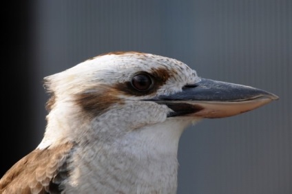 Râsul de kookabarra sau kingfisher king (lat