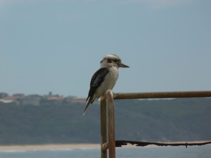 Râsul de kookabarra sau kingfisher king (lat