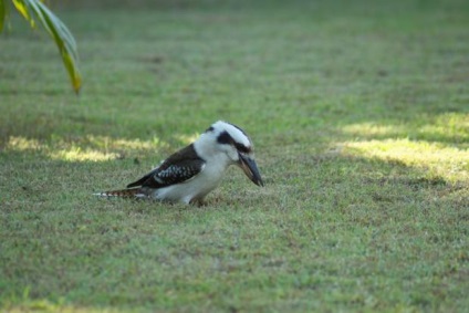 Râsul de kookabarra sau kingfisher king (lat